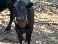 Lembu ternakan (lot, jantina tidak dinyatakan), Dexter — foto 4