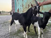 Capra, Alpine goat — foto 3