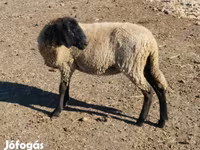பெண் ஆடு, Tsigai sheep — புகைப்படம் 5