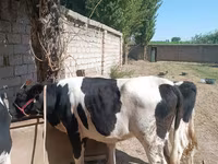 Krowa, Russian Black pied cattle — zdjęcie 1