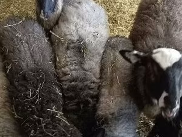 Ram, Romanov sheep — Hungary