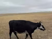 Lo’, Cattle — sawirka 5