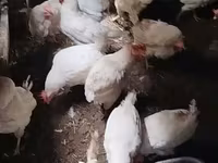 Chickens — 사진 2