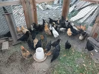 Chickens — foto 4