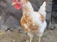 Chickens — عکس 1