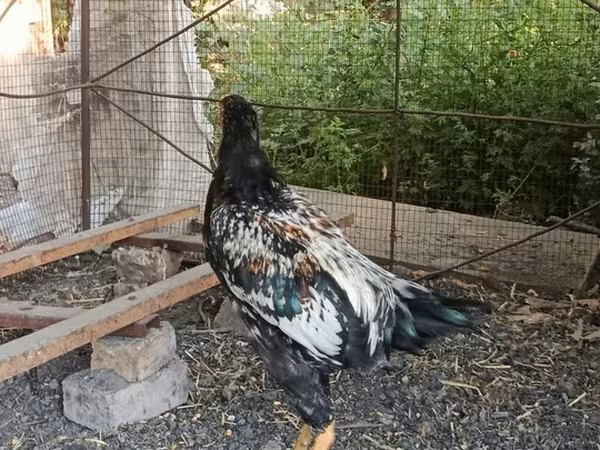 Shamo chickens — Kyrgyzstan