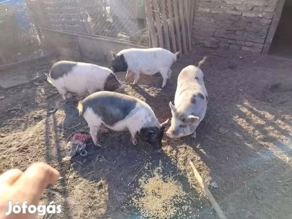 Scrofa, Вьетнамская вислобрюхая