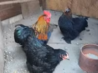 Chickens — عکس 2