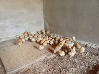Pekin Bantam — foto 5