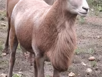 Domba jantan, Katum sheep — foto 6
