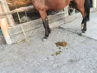 Cavallo, Cavalli — foto 7