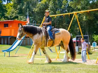 Cal, Gypsy horse — foto 2