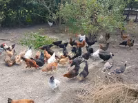 Chickens — عکس 5