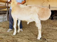 Bélier, Moutons — photo 1