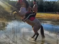 Koń, Hungarian horse breed — zdjęcie 1