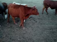 گاو ماده, گاو سفیدسر قزاقستانی — عکس 2