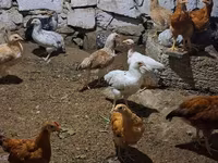 Chickens — Foto 3