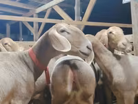 Baran, Arashan sheep — zdjęcie 2