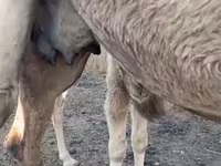 شتر ماده, Kazakh Bactrian camel — عکس 7