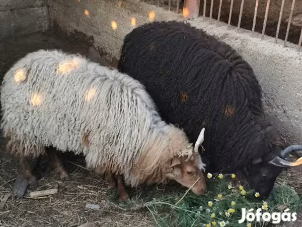 母羊, Racka sheep