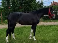 Horse (M), Dutch warmblood horse — photo 1