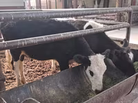 Lembu betina, Cattle — foto 5