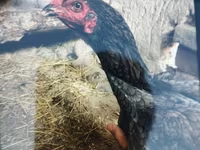 Japanisches Bantam — Foto 8