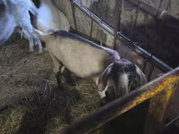 Ri’ dhaddig, Saanen goat — sawirka 5
