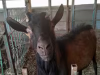 بز نر, Saanen goat — عکس 1