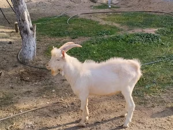 بز نر, Saanen goat