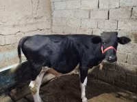 گاو نر, Russian Black pied cattle — عکس 4