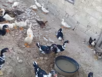 Ducks — sawirka 2