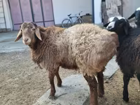 قوچ, Arashan sheep — عکس 4