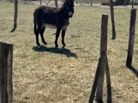 Cheval, Kerry Bog Pony — photo 1