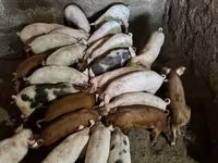 Doofaar lab, Pigs — sawirka 3