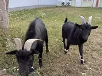 ஆண் வெள்ளாடு, Nigerian dwarf goats — புகைப்படம் 3