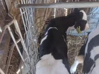 Vacă, Russian Black pied cattle — foto 1
