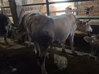 Ko, Simmental cattle — foto 6
