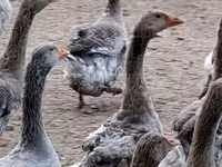Geese — फ़ोटो 2