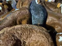 Cattle (batch, sex not specified), Cattle — photo 1