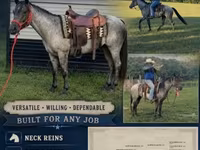 Cavallo, Quarter Horse — foto 1