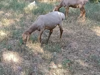 Beran, Hissar sheep — foto 4