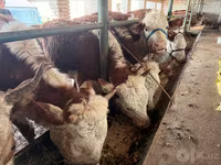 วัวตัวเมีย, Simmental cattle — รูปภาพ 4