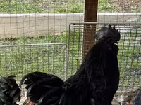 Chickens — fotografija 5