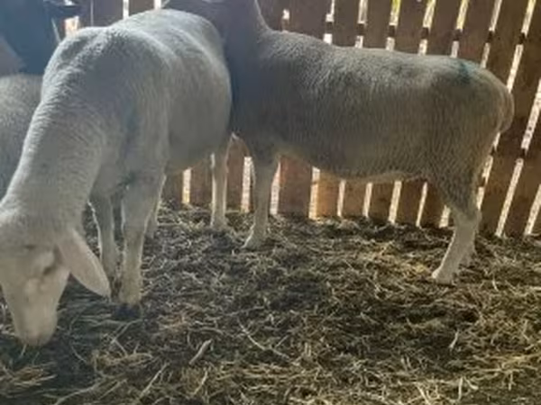Biri-biri betina, Merinoland sheep