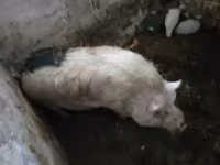 ወንድ አሣማ, Pigs — ፎቶ 1