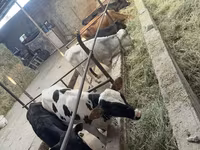 گاو نر, Russian Black pied cattle — عکس 2