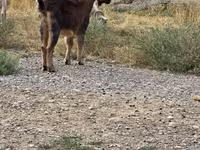 Kambing jantan, Goats — foto 1