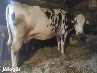 گائے, Russian Black pied cattle — تصویر 3