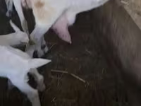 Kambing betina, Saanen goat — foto 5